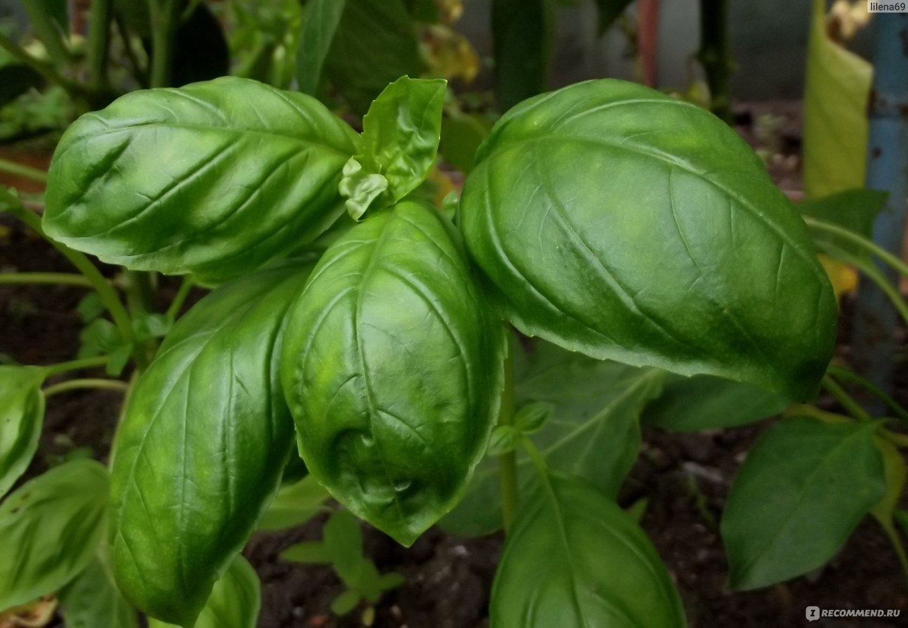 Базилик приятнейший