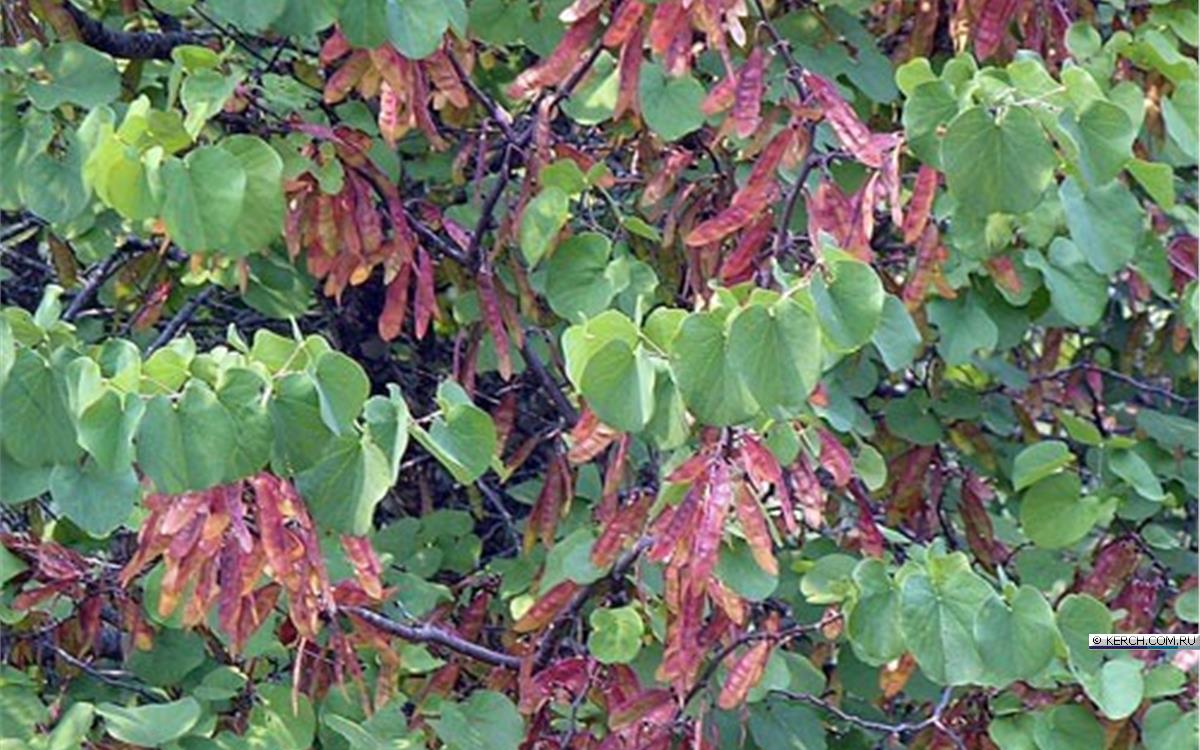 Багрянник Гриффита