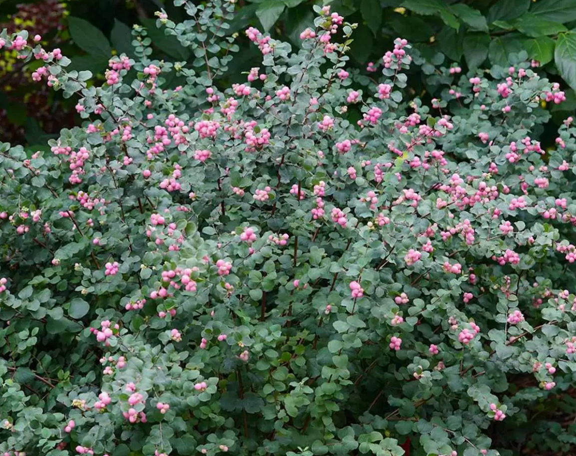 Снежноягодник