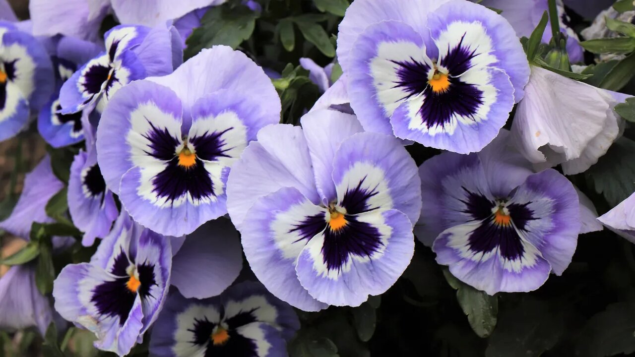 Анютины глазки Анютины глазки