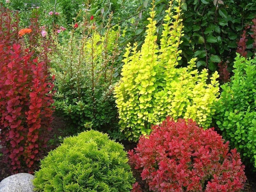 Барбарис Валлиха