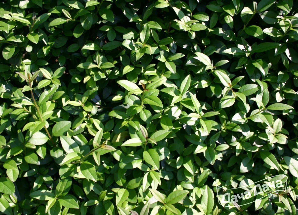 Бирючина пестрая Бирючина пестрая