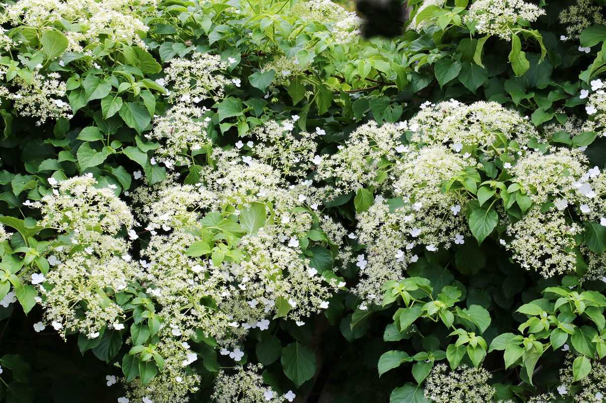 Гортензия черешковая Гортензия черешковая