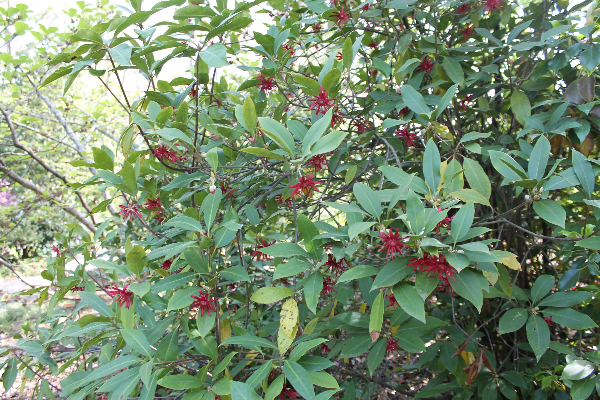 Бадьян анисовый