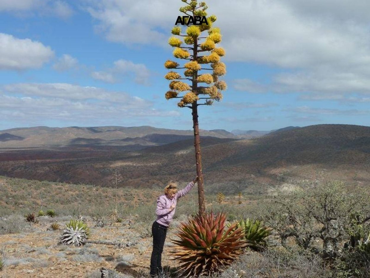 Агава Агава