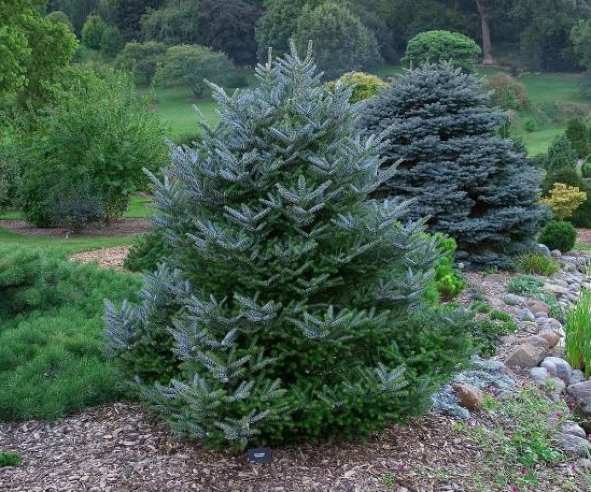 Пихта корейская