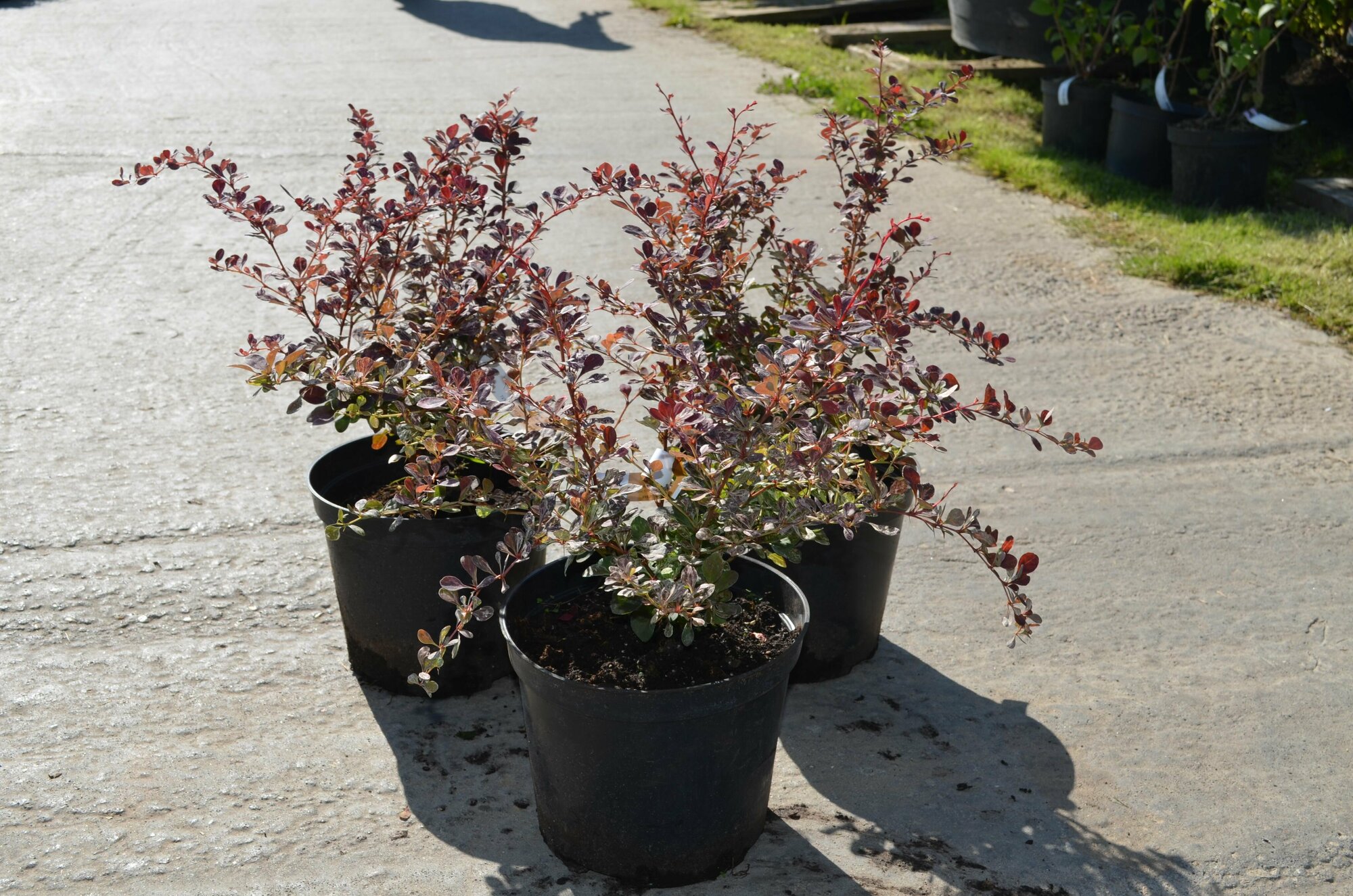 Барбарис разноцветоножковый Барбарис разноцветоножковый