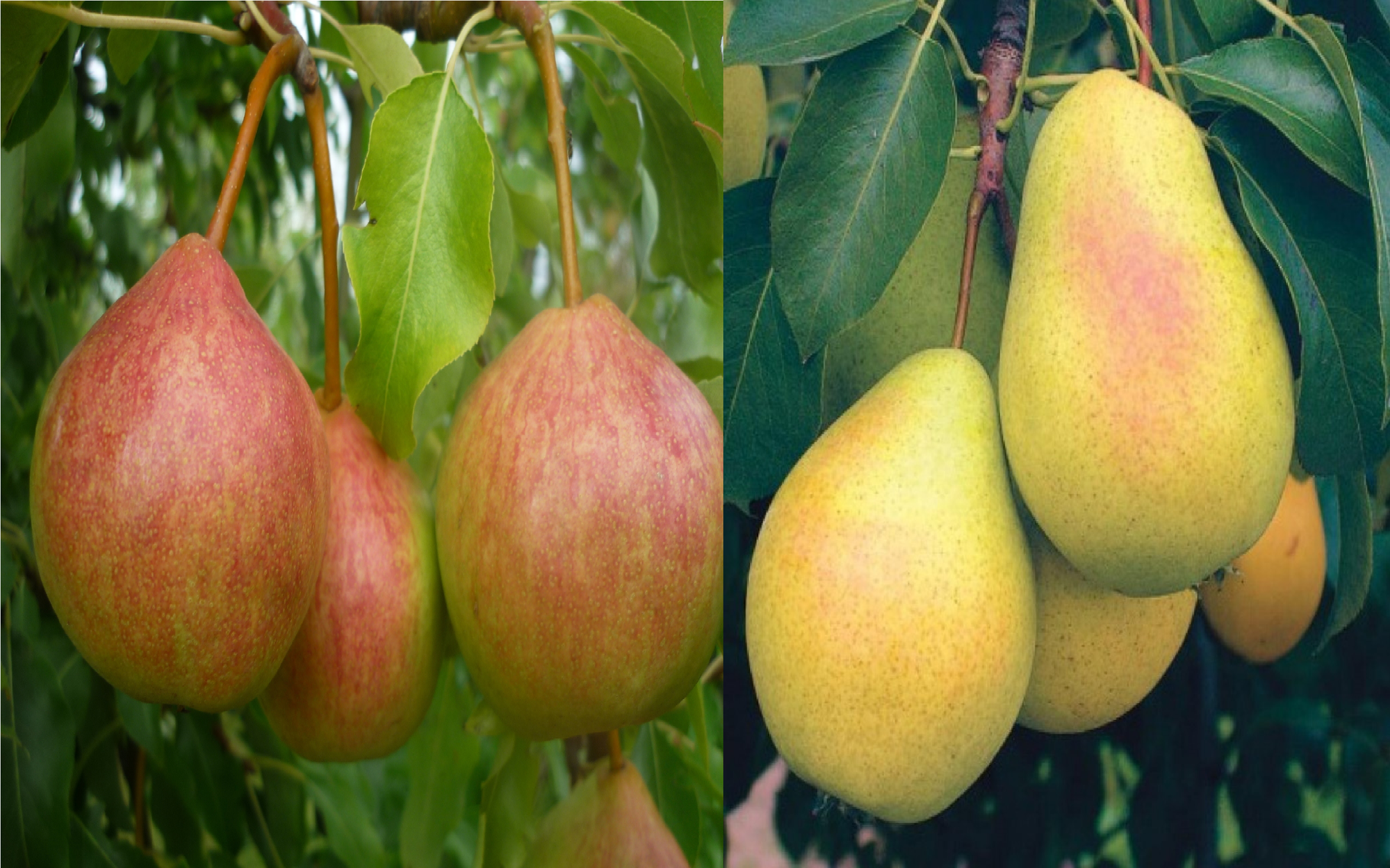 Груша обыкновенная