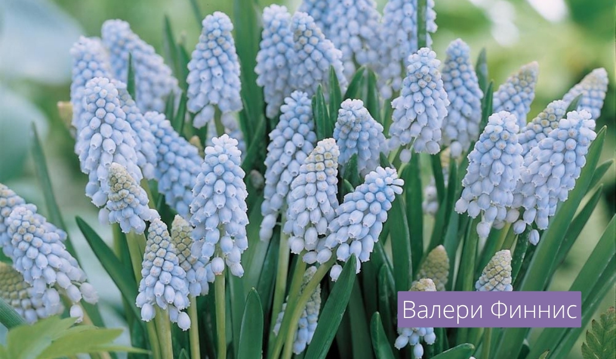 Мускари