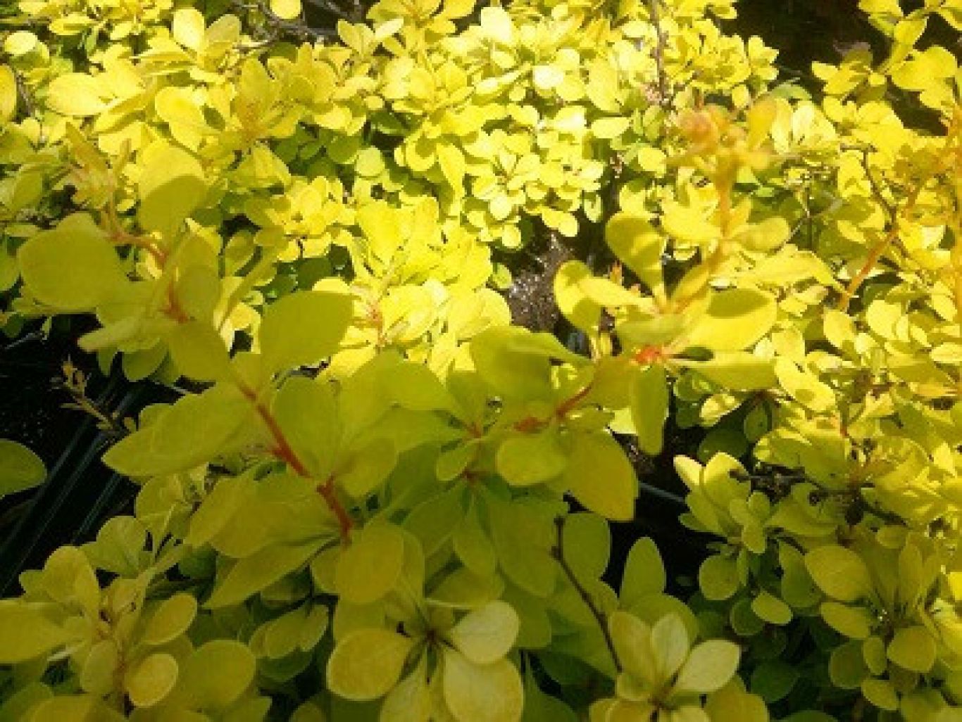 Барбарис Тунберга