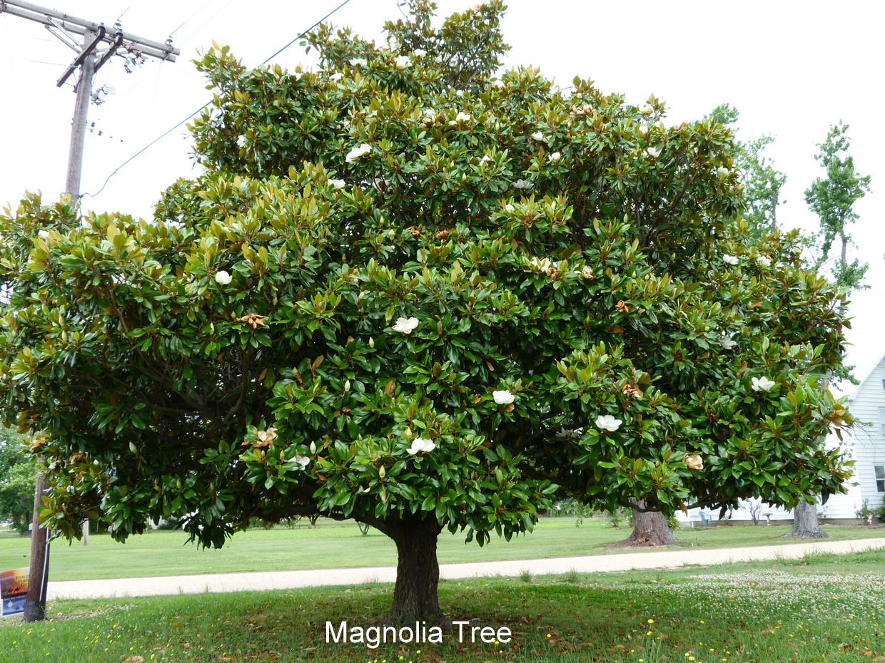 Магнолия