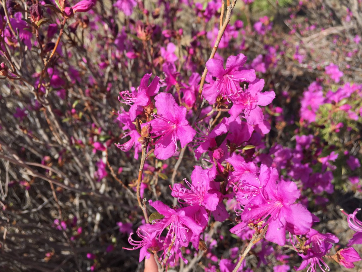 Багульник крупнолистный