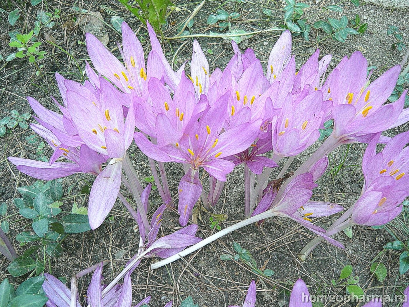 Безвременник великолепный Безвременник великолепный