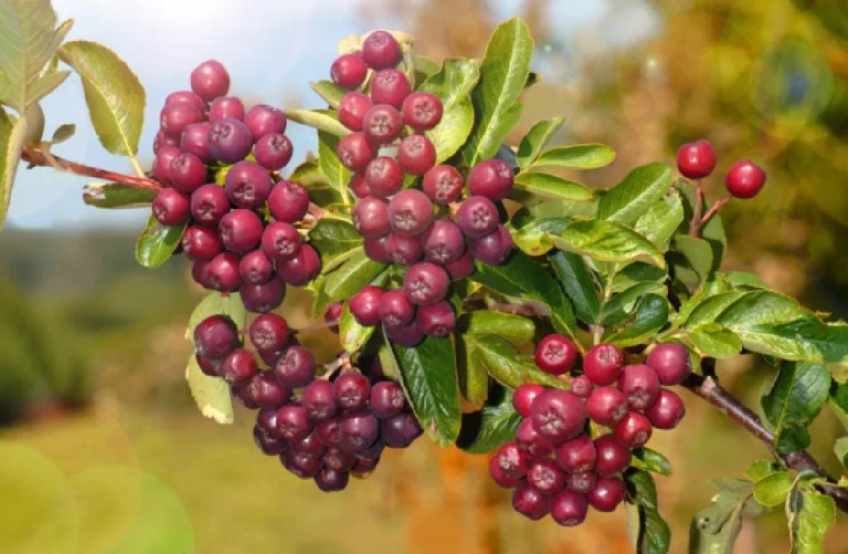 Рябина тюрингская