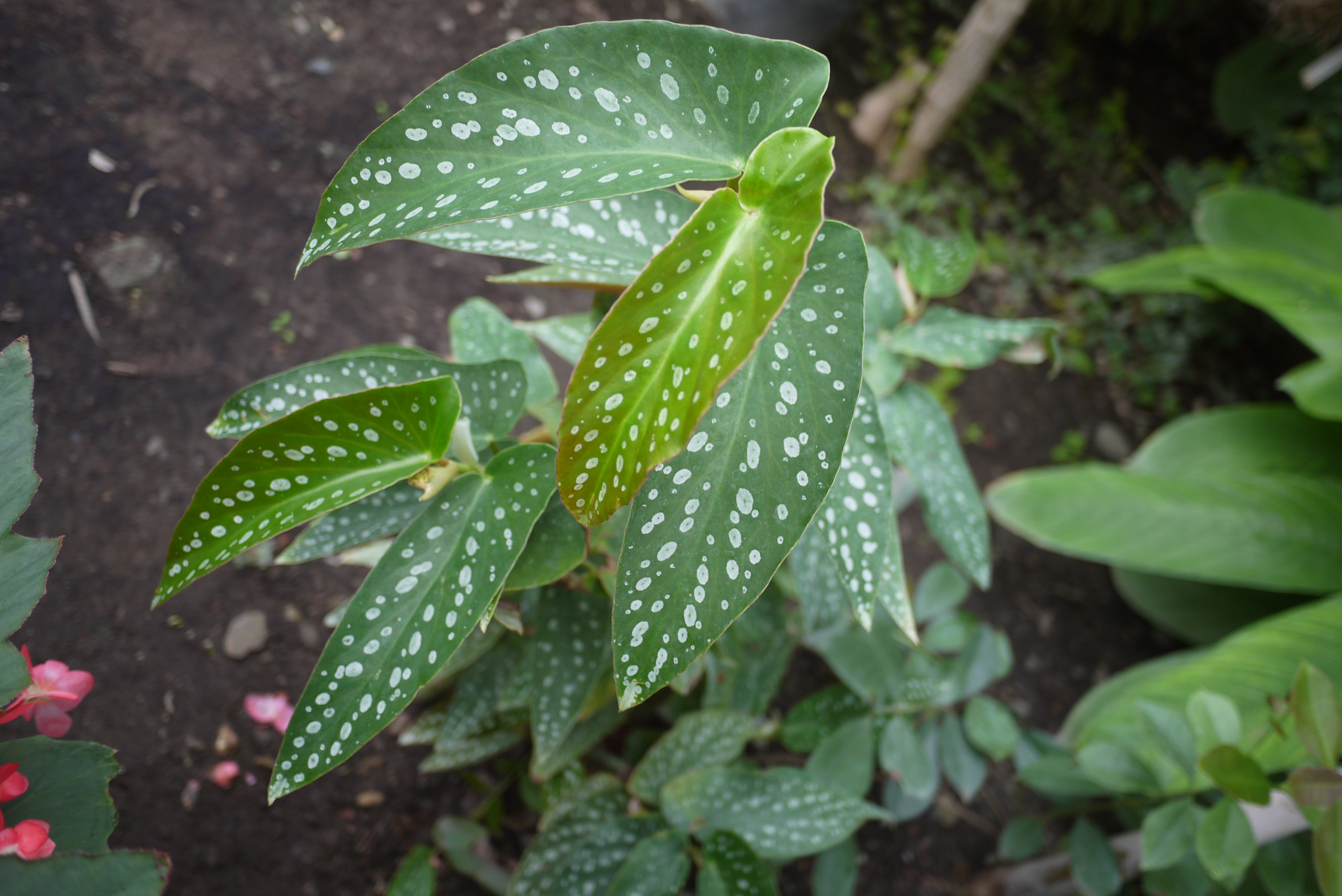 Бегония пятнистая