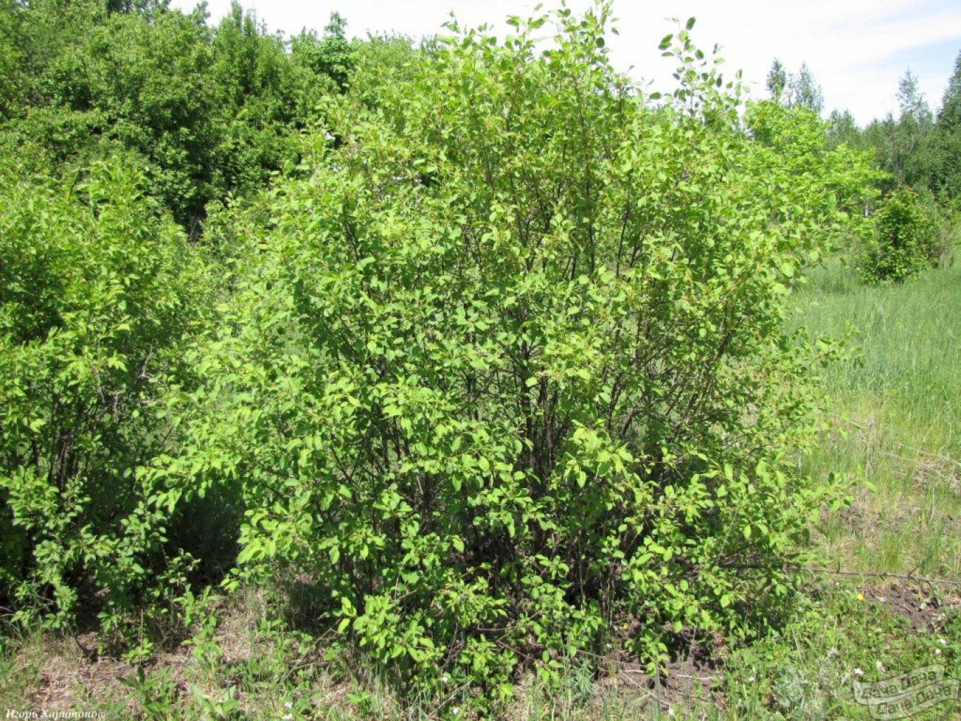 Крушина скальная Крушина скальная