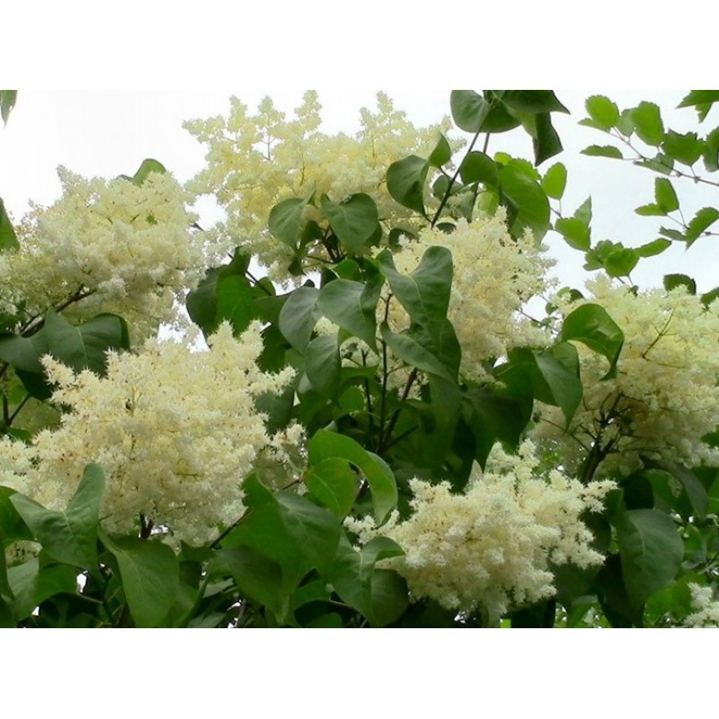 Сирень амурская