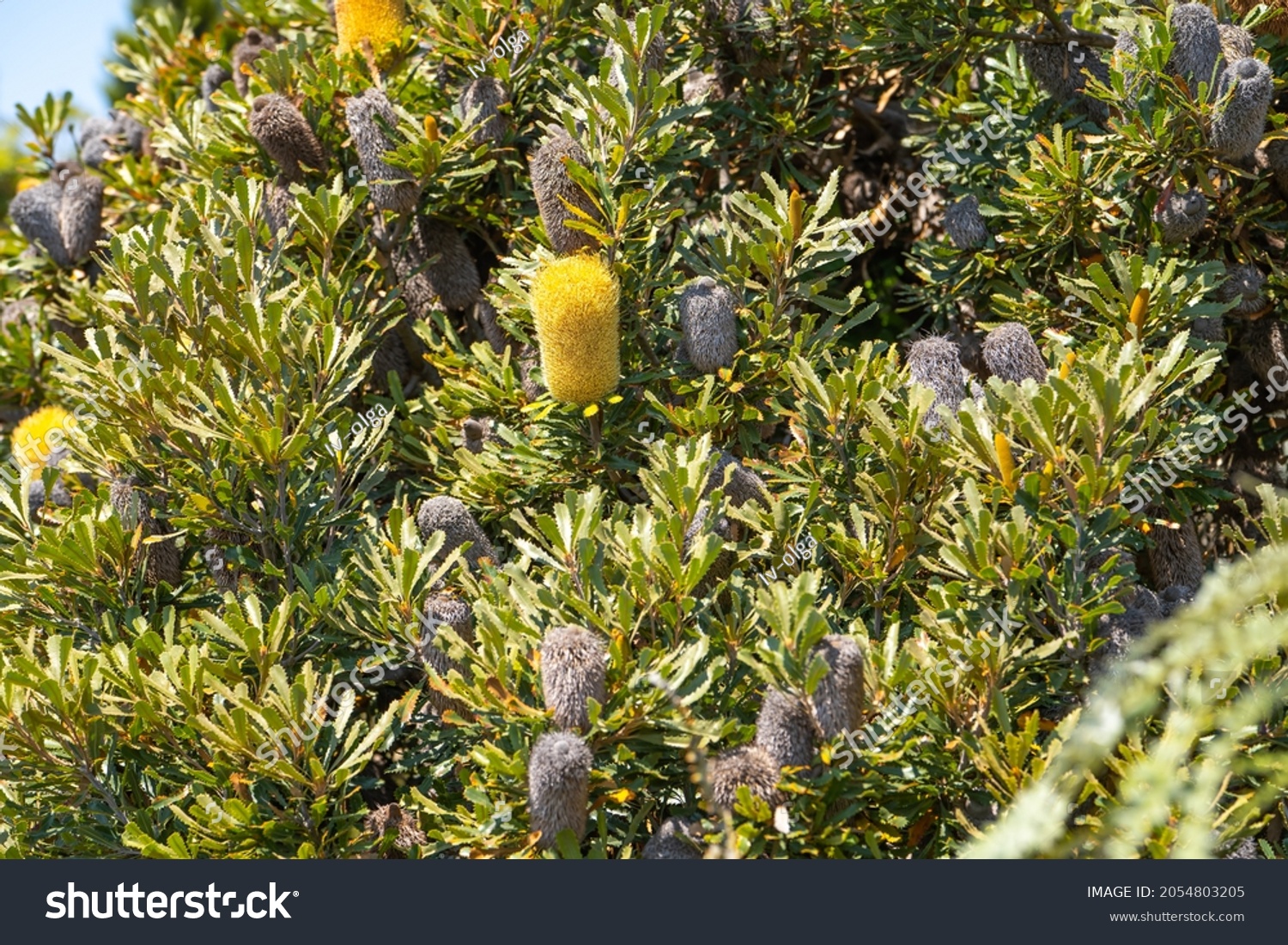 Банксия пильчатая Банксия пильчатая
