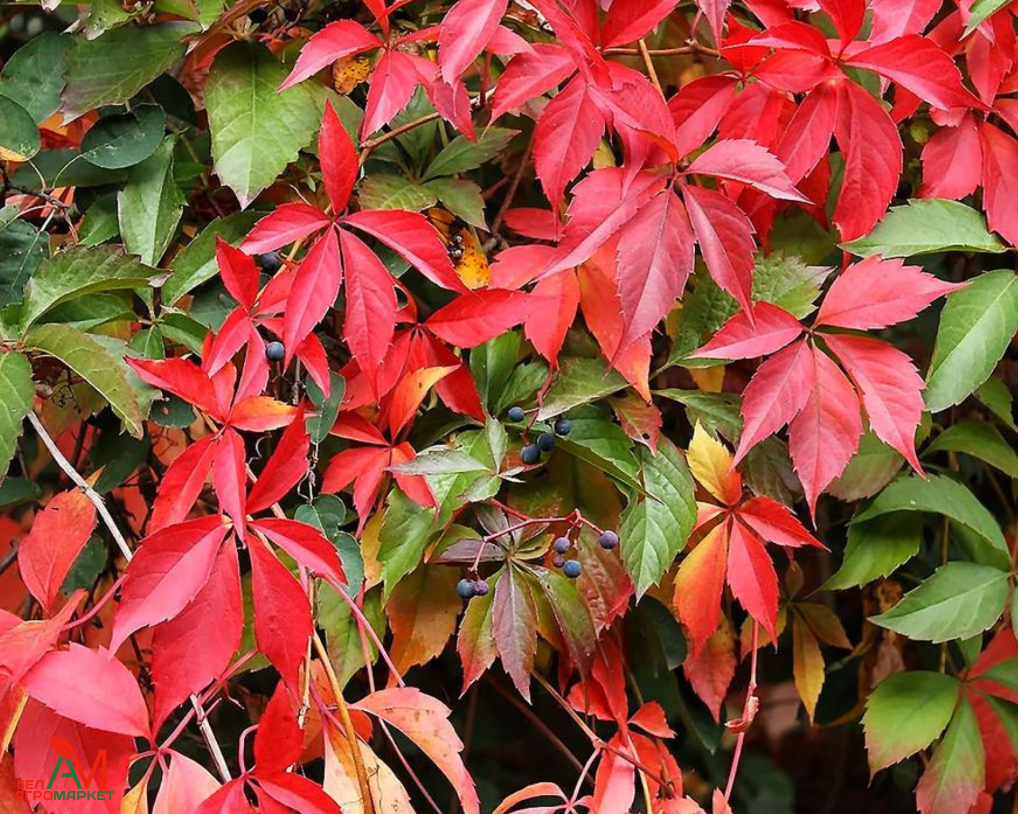 Девичий виноград триостренный