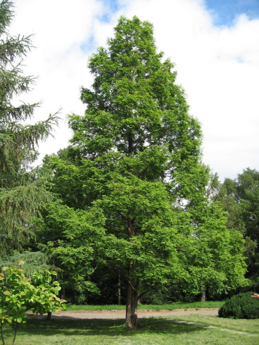 Метасеквойя Метасеквойя