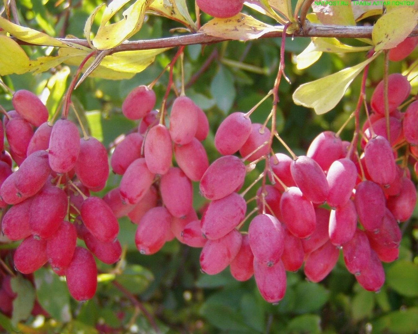 Барбарис боярышниковый