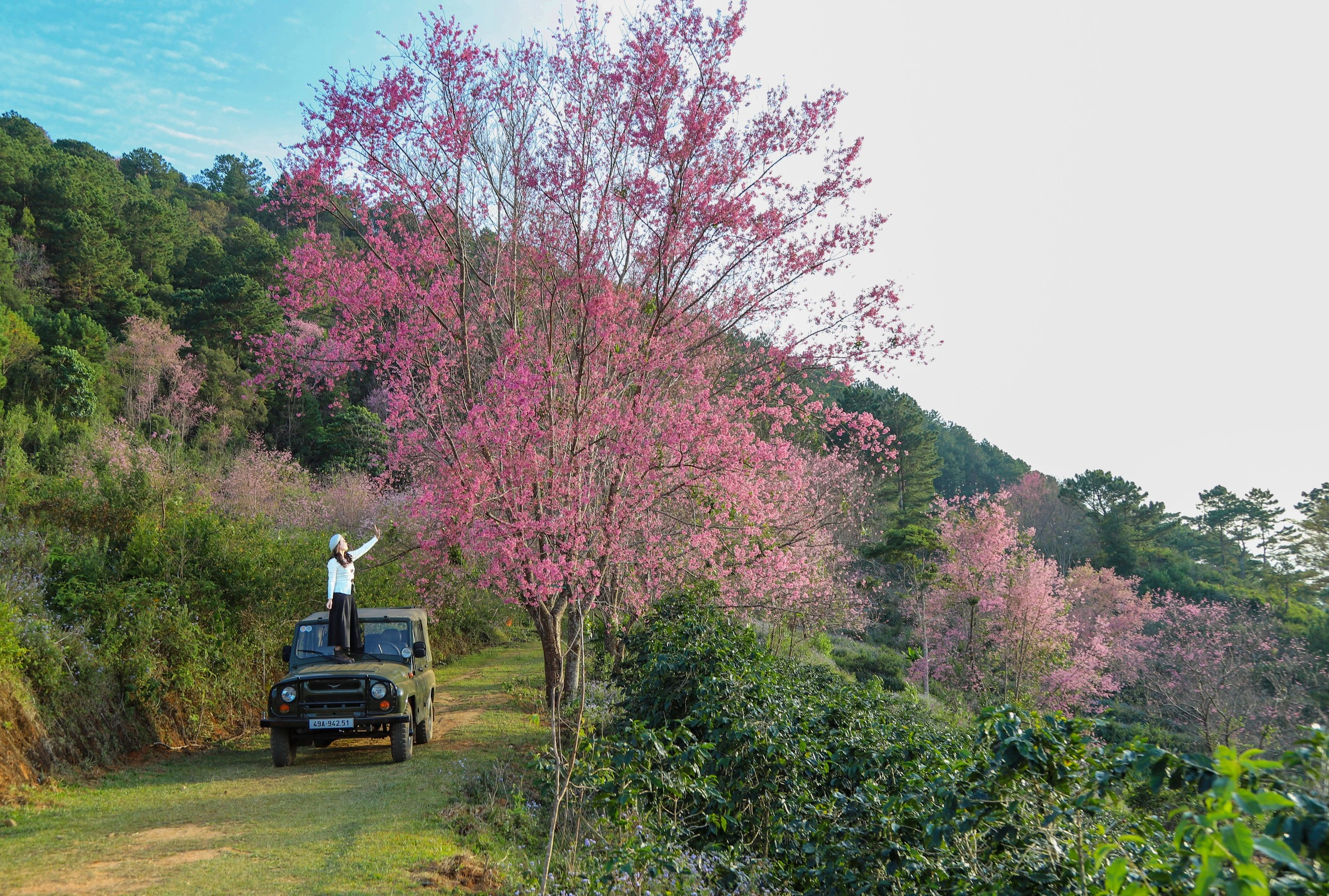 Древогубец розовый