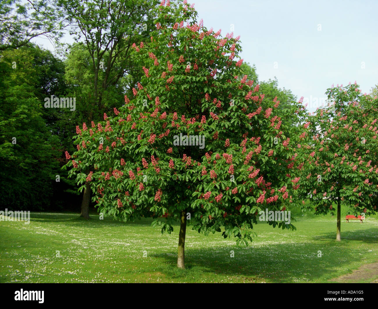 Каштан конский красный Каштан конский красный