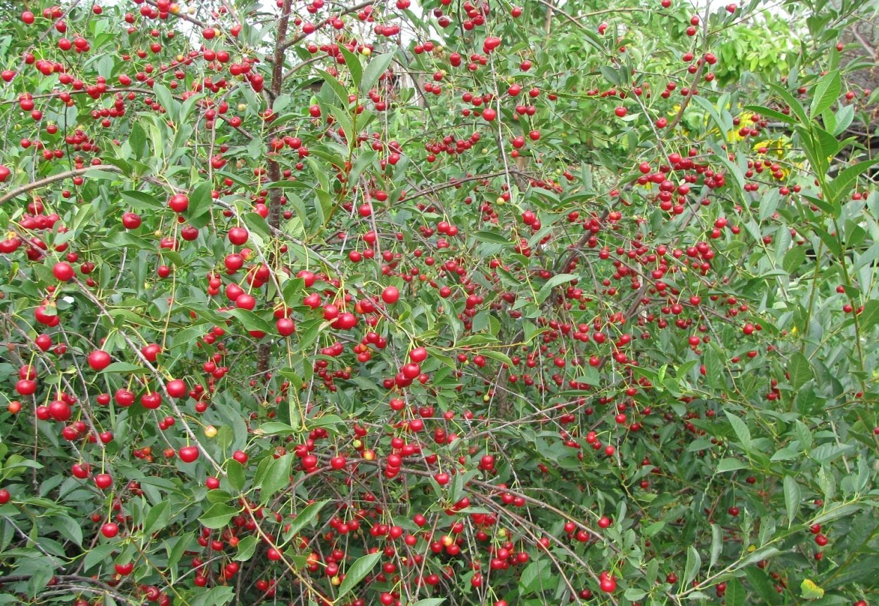 Кустарниковая вишня