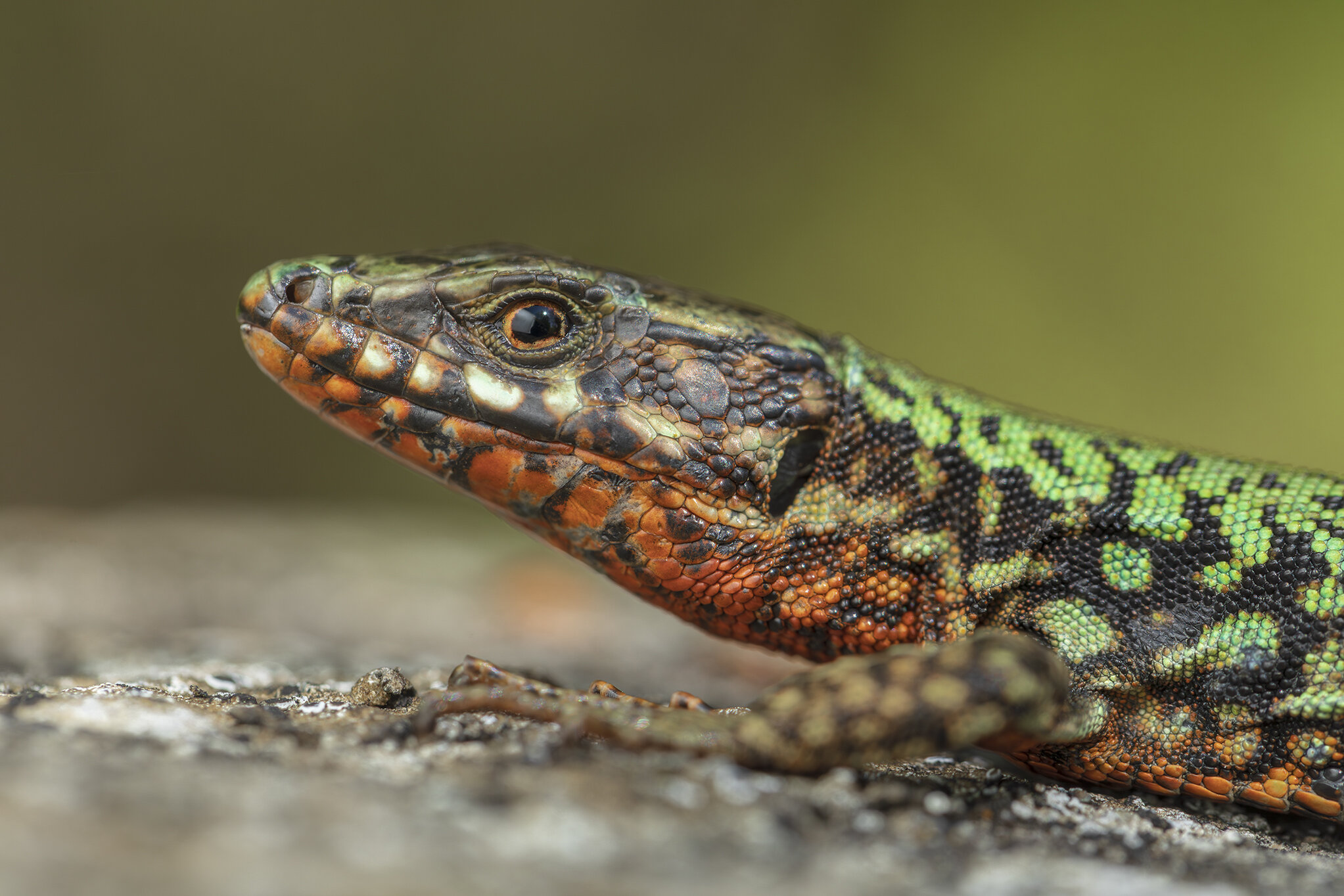 Башмачок жёлтый