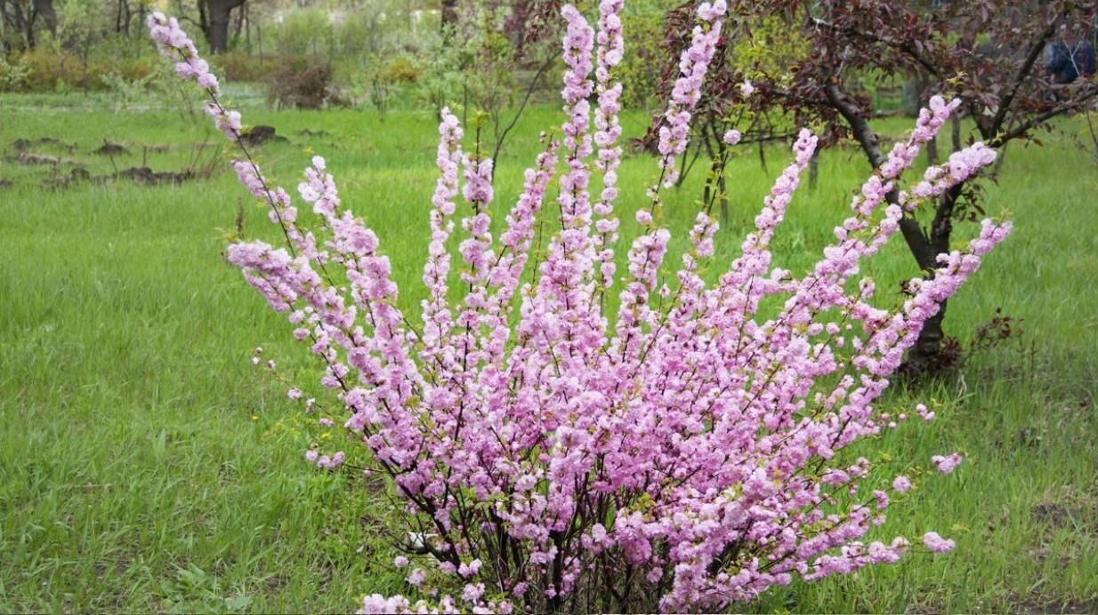 Миндаль обыкновенный Миндаль обыкновенный