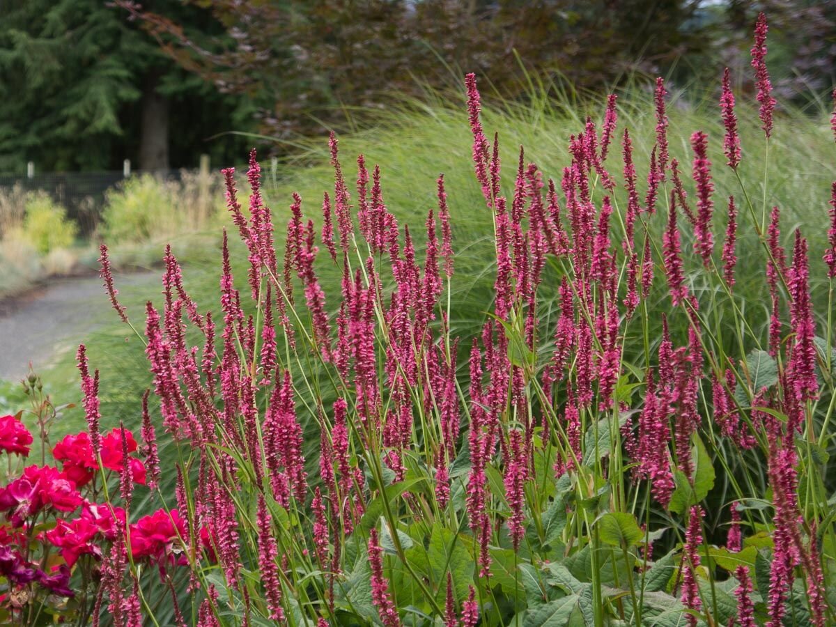 Горец Горец