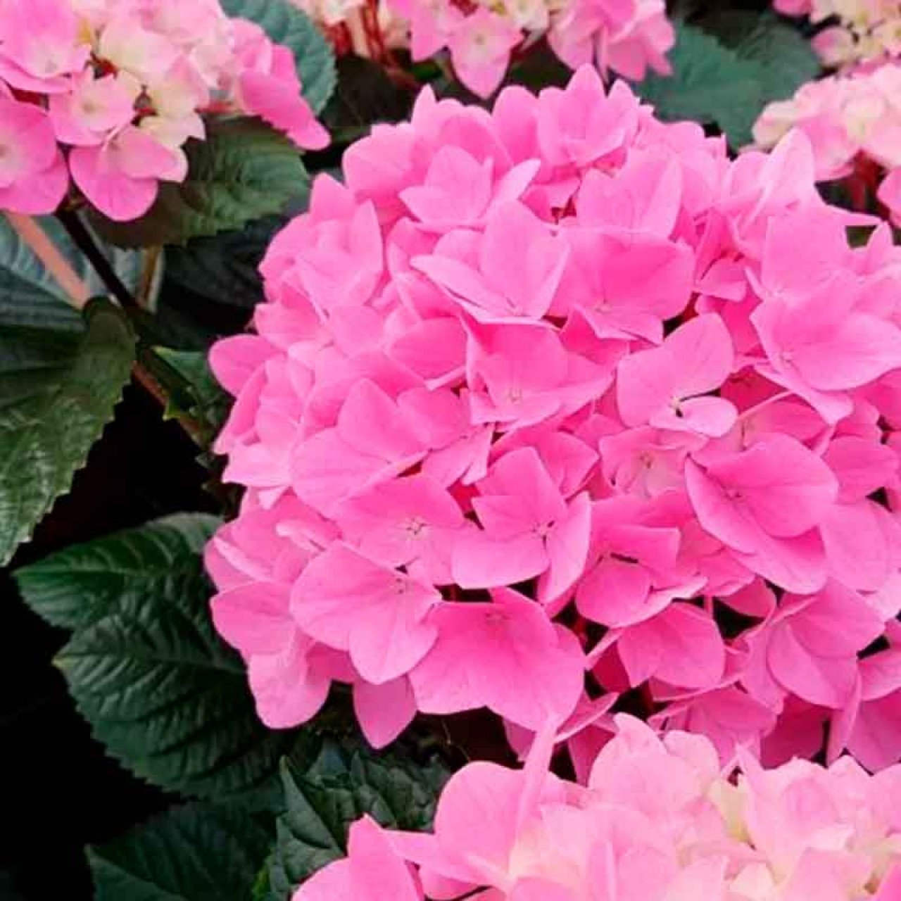 Гортензия крупнолистная