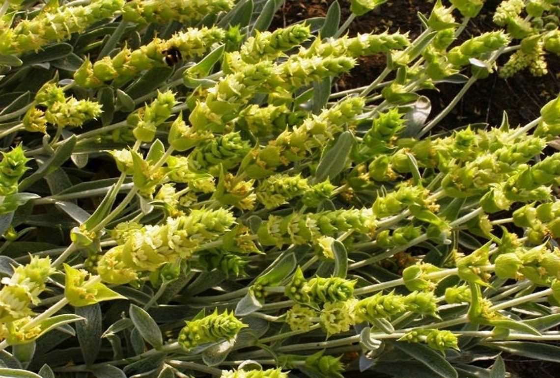 Лимонник Горный Лимонник Горный