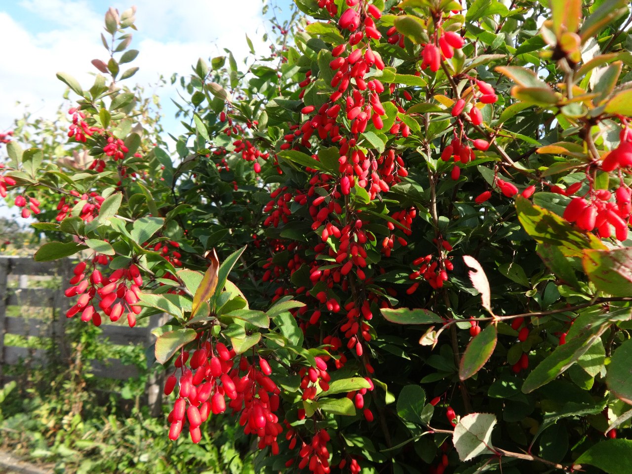 Барбарис восточный Барбарис восточный