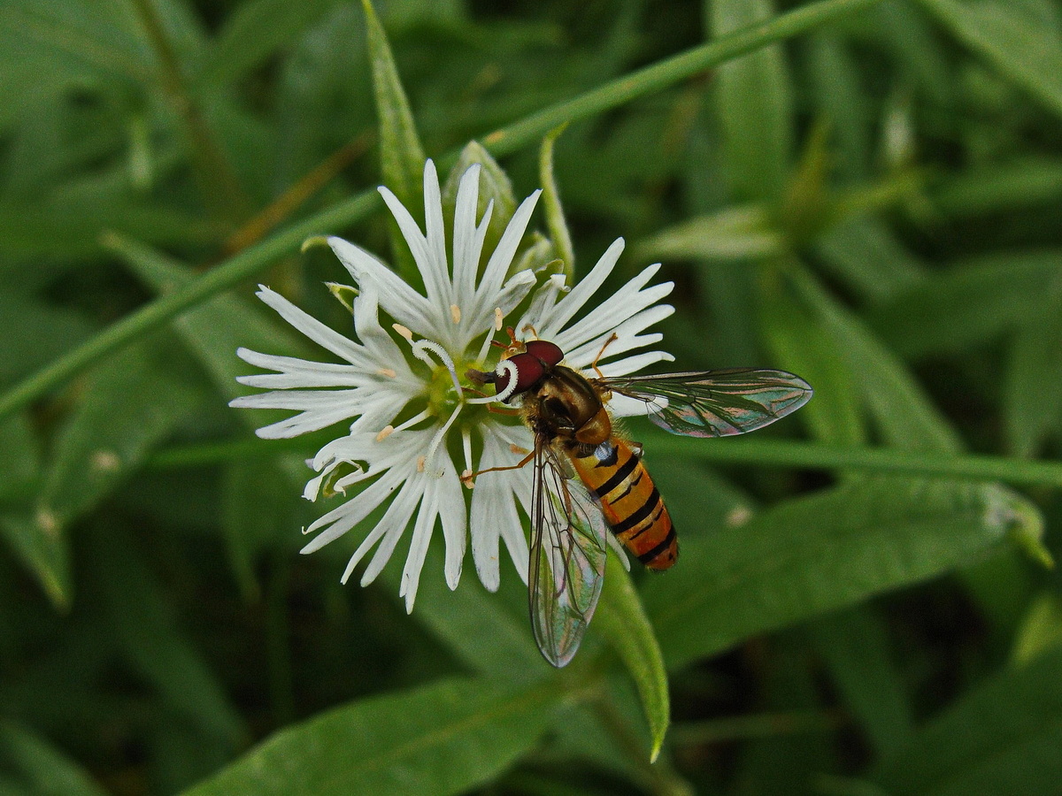 Бахромчатолепестник лучистый