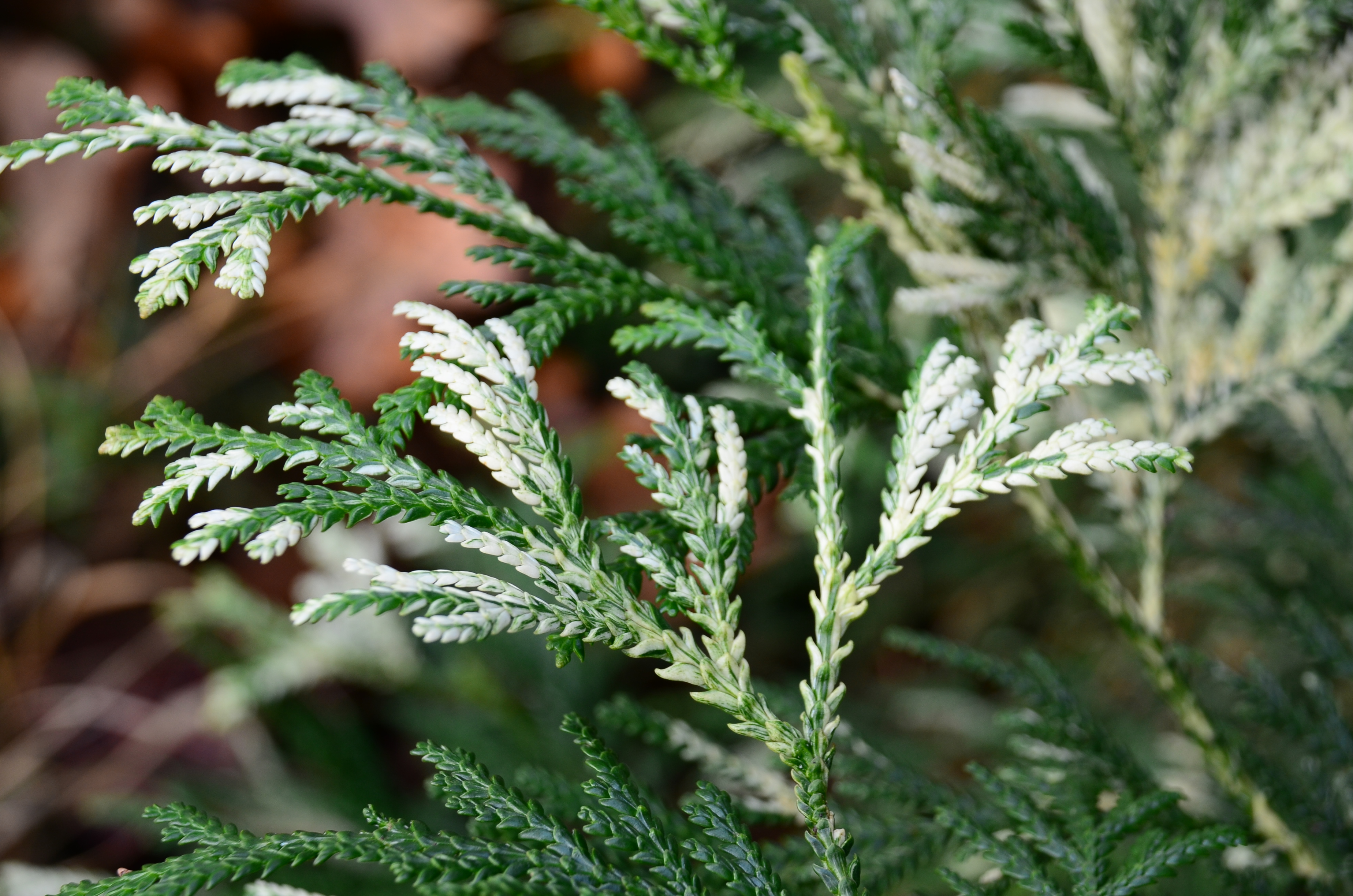 Туевик Туевик