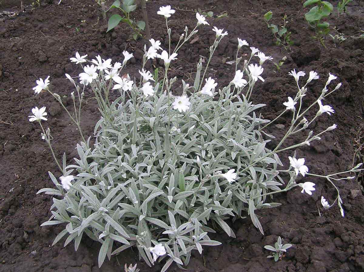 Безвкусница щирицевидная