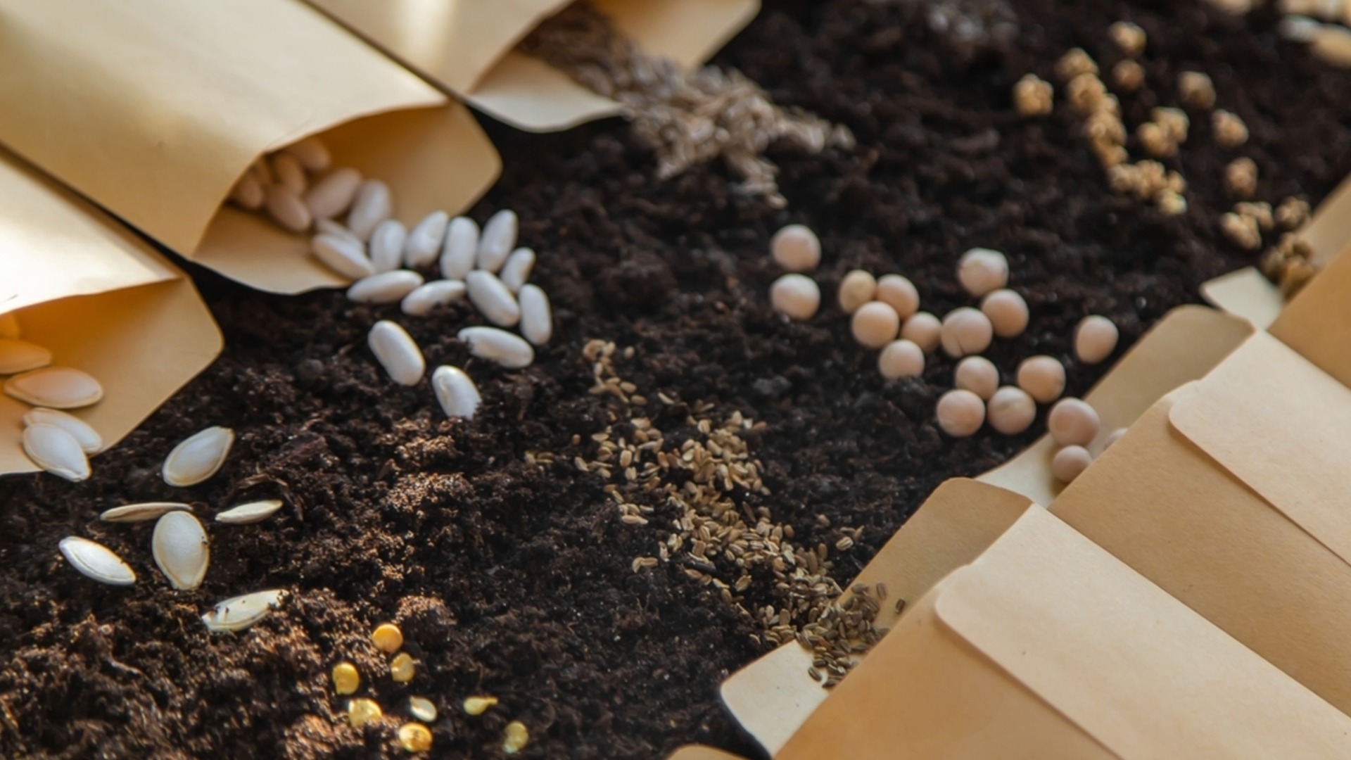 Барбарис сибирский Барбарис сибирский