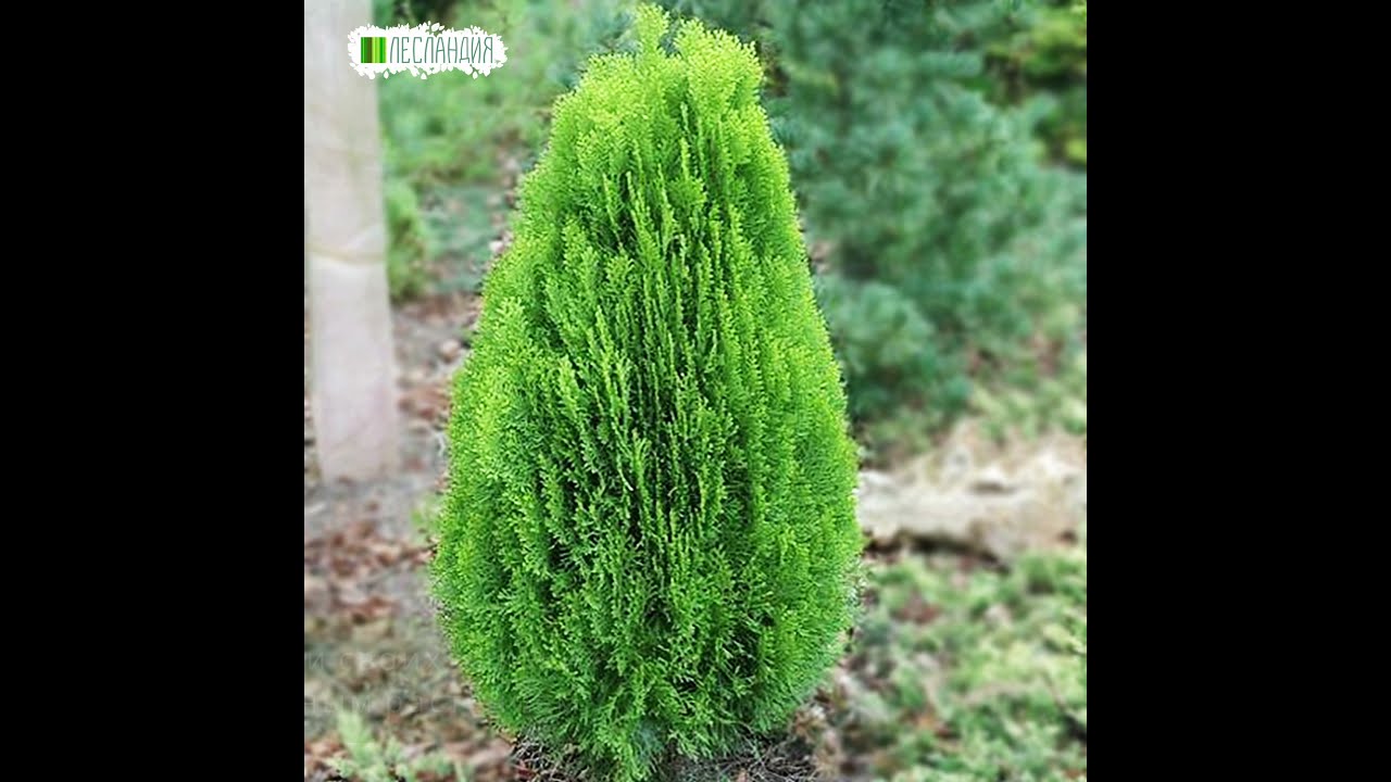 Туя восточная