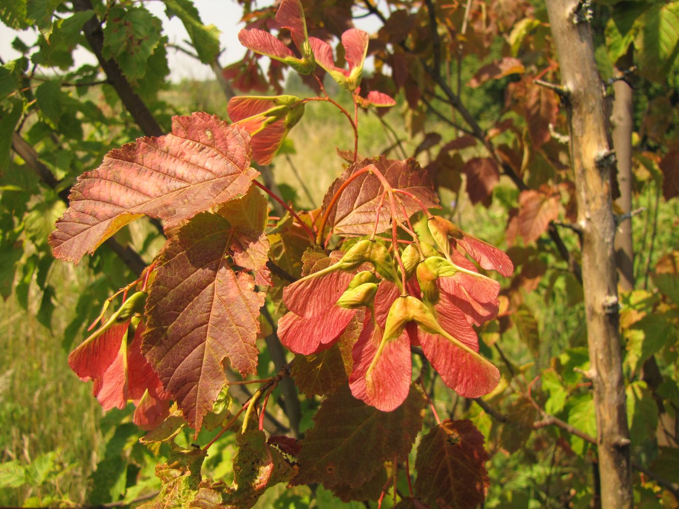 Клён татарский