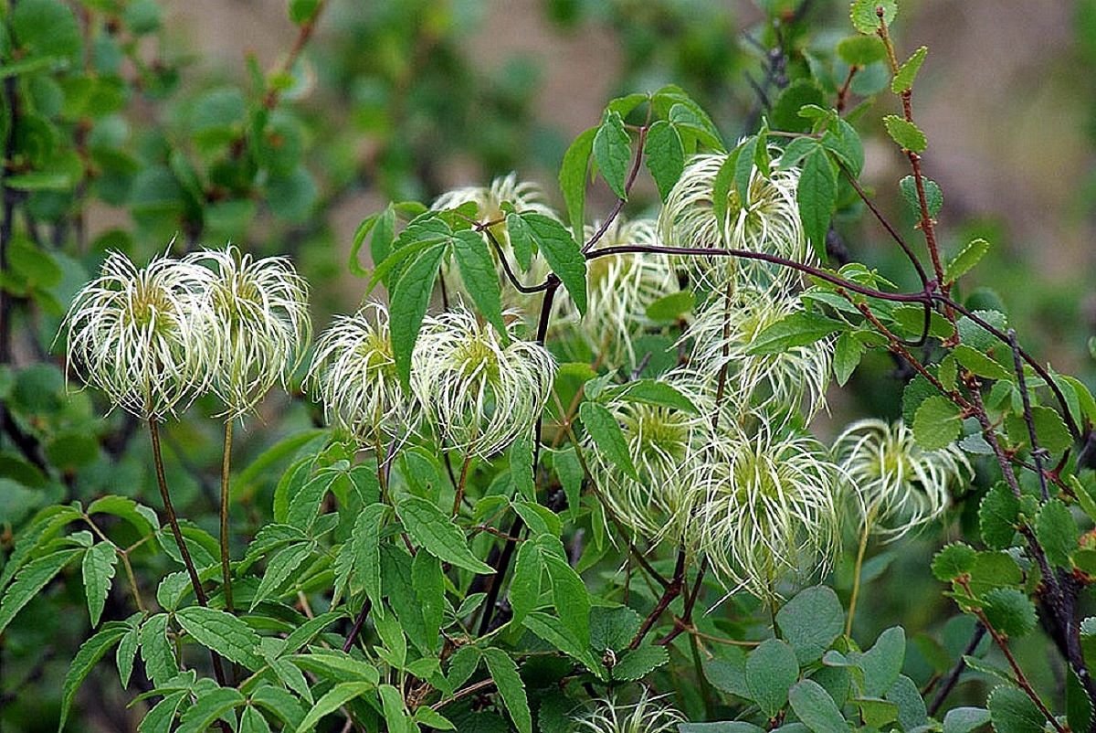 Княжик макроцветковый