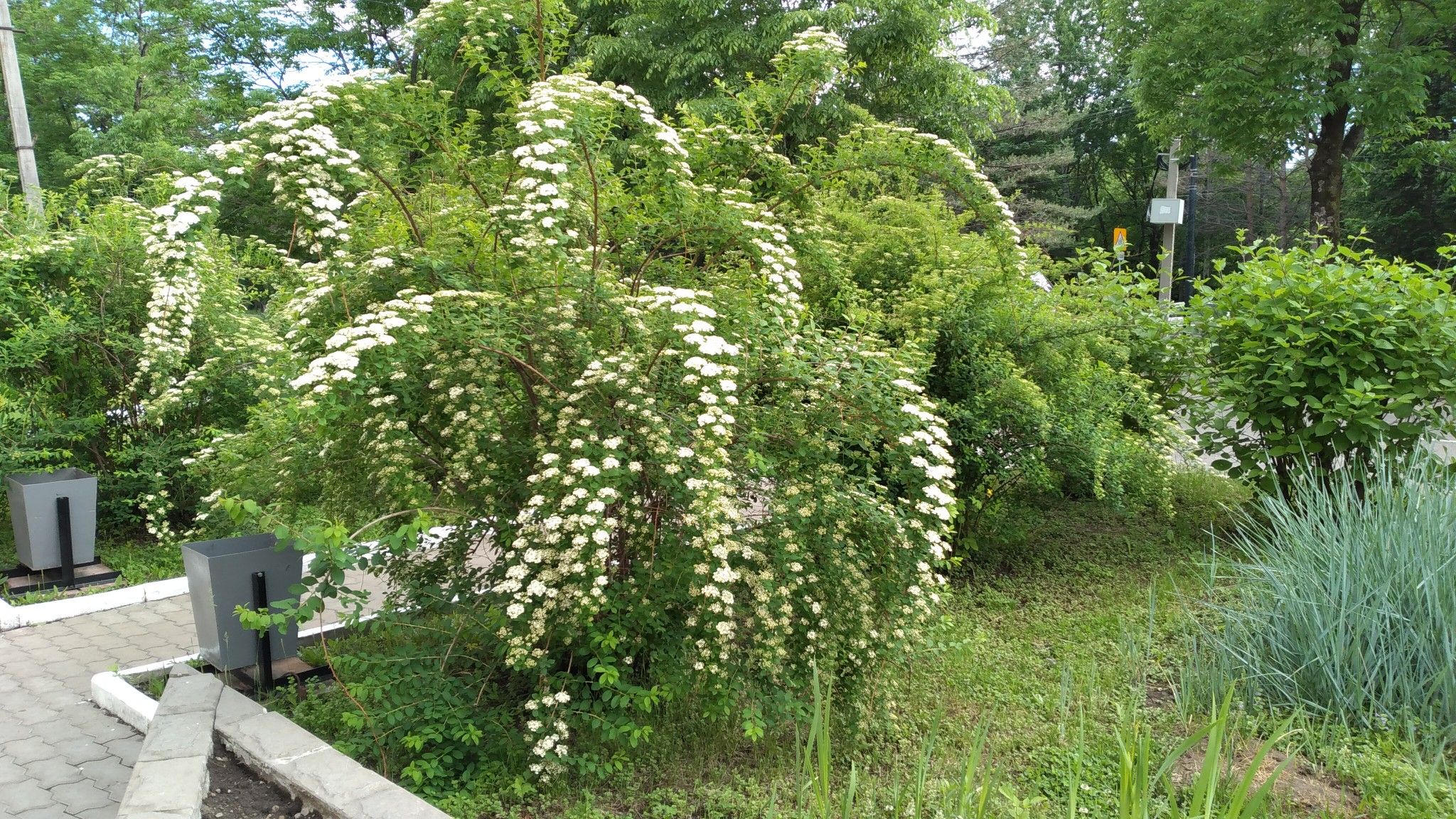 Спирея дубравколистная