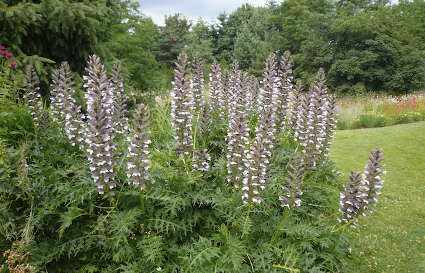 Аканта Аканта