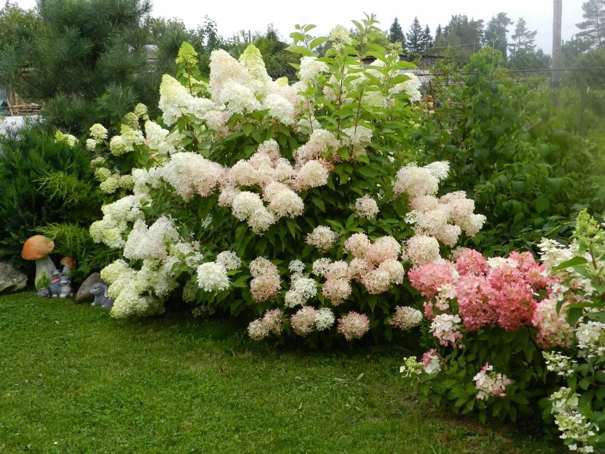 Гортензия метельчатая Гортензия метельчатая