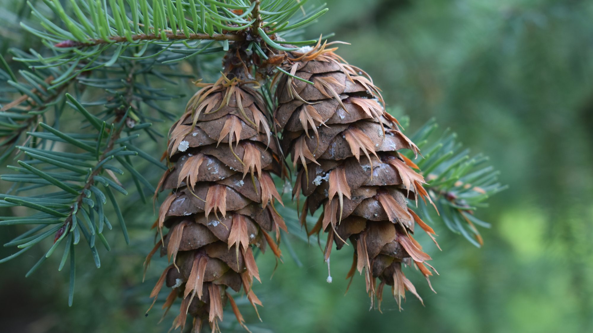 Псевдотсуга