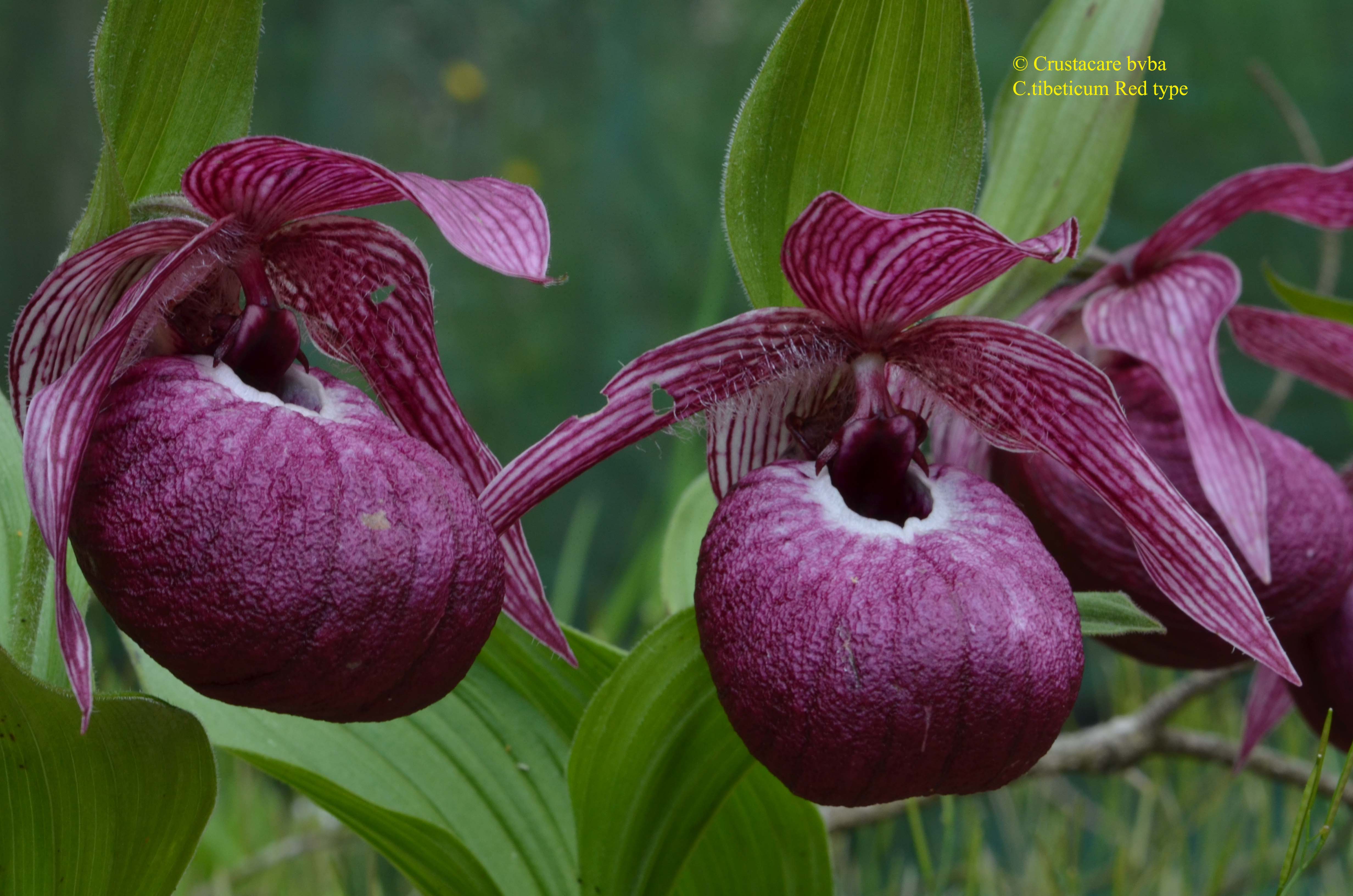 Башмачок тибетский