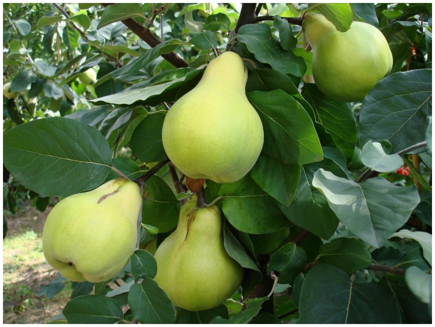 Айва грушевидная