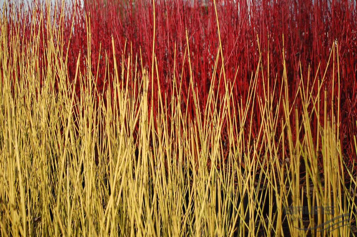 Дерен отпрысковый