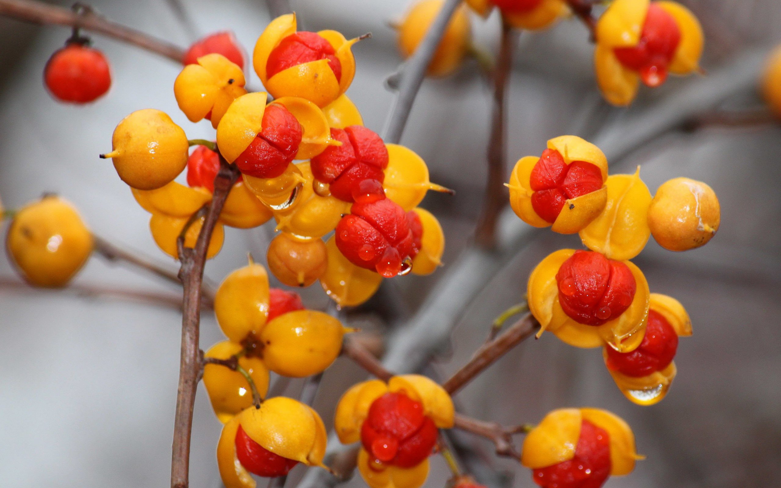 Древогубец