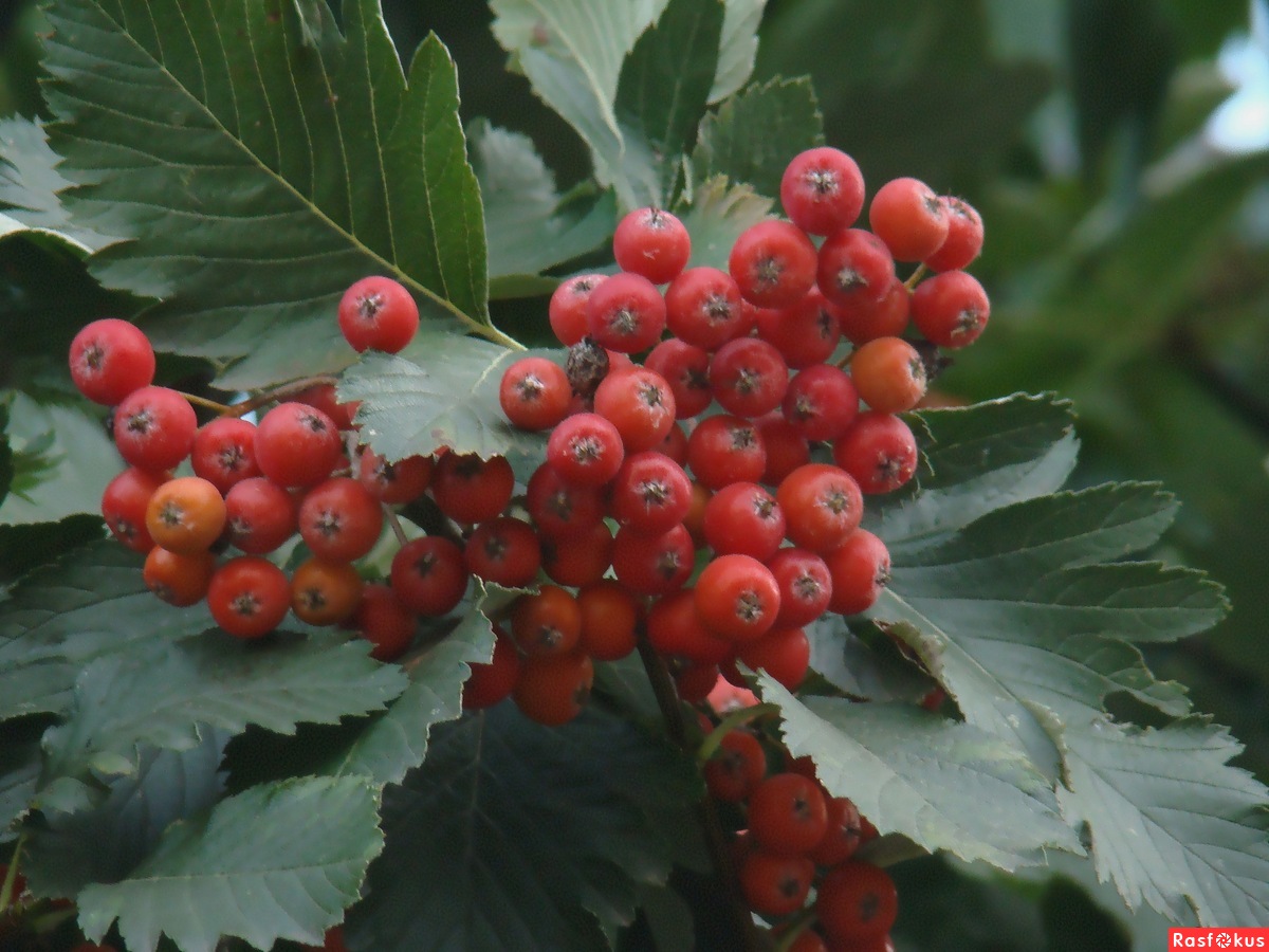 Рябина промежуточная